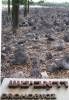 Symbolic grave memorializing exterminated Jewish community in death camp in Belzec